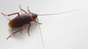 california cockroach
