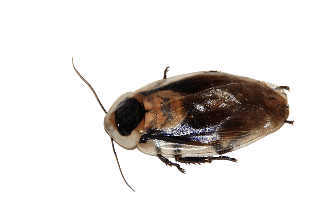 Cockroaches and Tenant Rights California Tenant Law